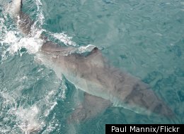 San Diego Shark Sighting Clears Beach