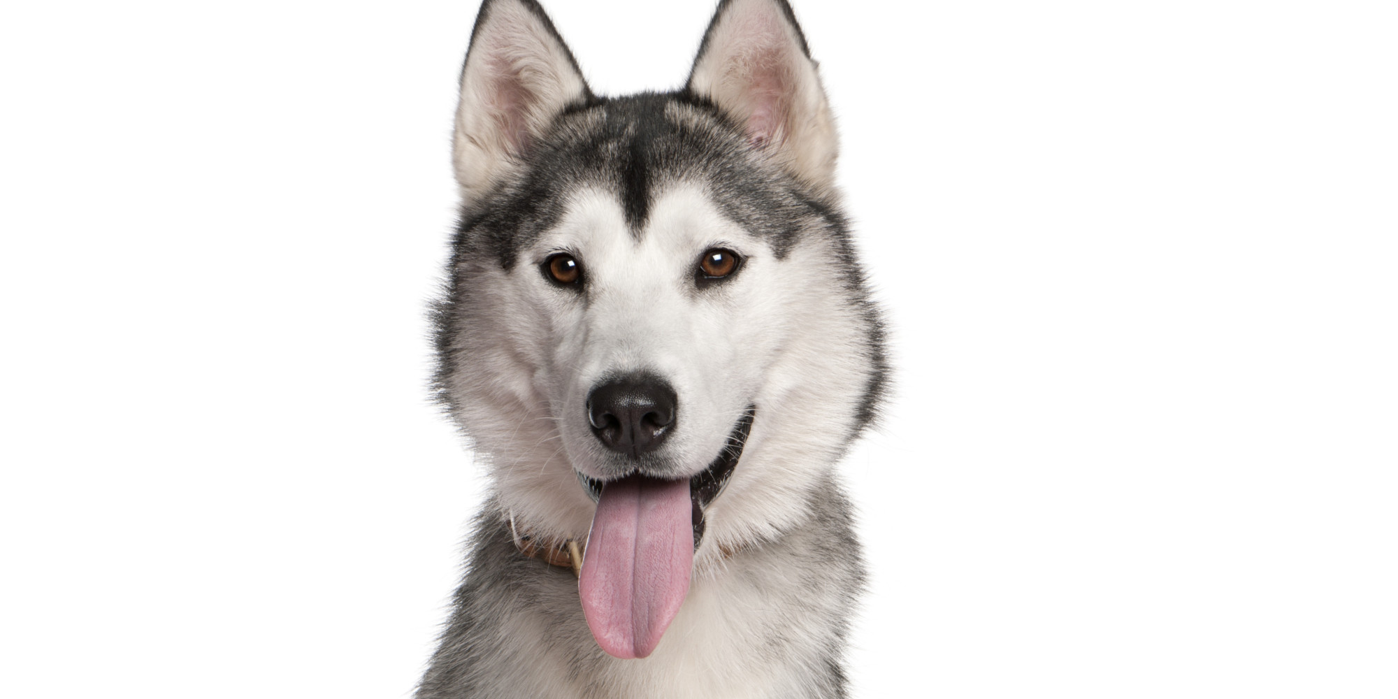 This Husky Meeting Its Owner After Two Years Will Make A Dog-Lover Out ...