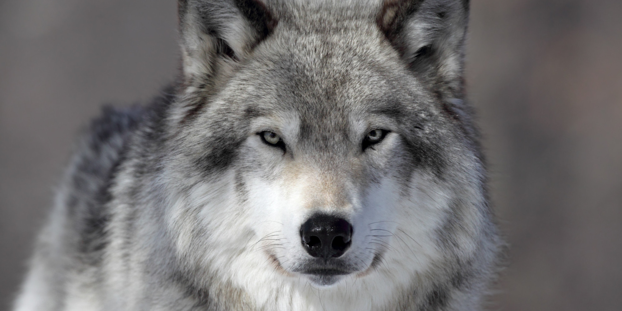 Oregon Retreats From Wolf Protection, as Possible Setup for Trophy ...
