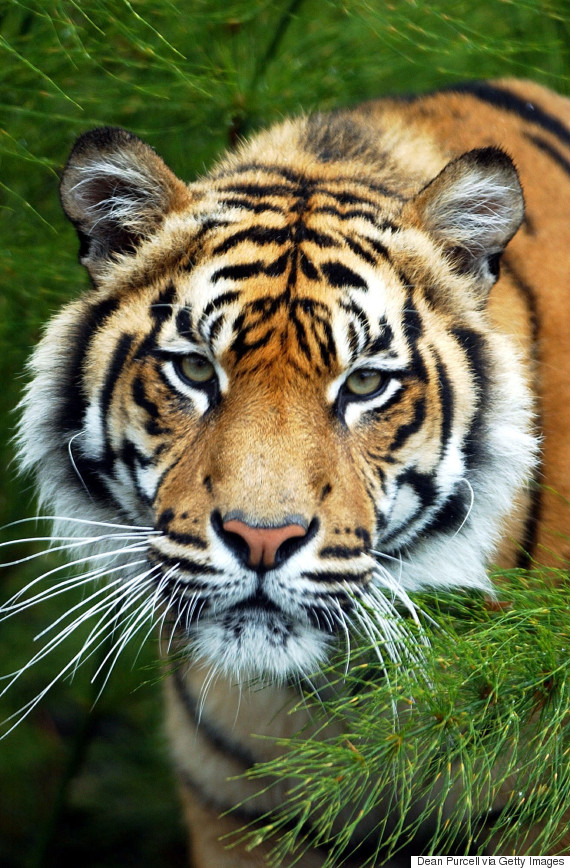 New Zealand Zoo Keeper Killed In Tiger Attack At Hamilton Visitor ...