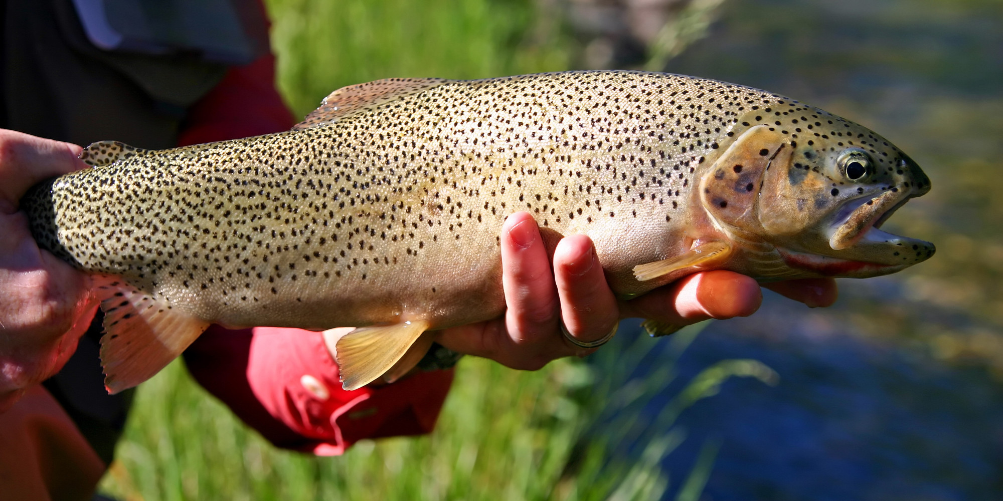 Ottawa Sued Over Alleged Failure To Protect Alberta Trout