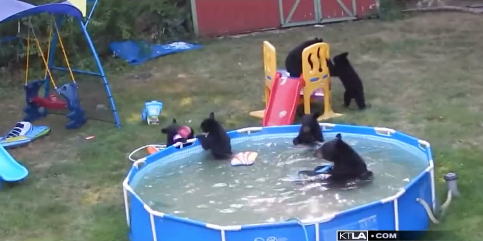 Family Of Bear Cubs Break Into Family's Paddling Pool For A Dip In ...