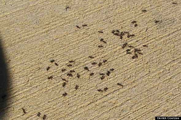 8 ODD WAYS TO GET RID OF ANTS!!!