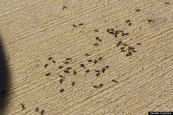 bay leaf ants