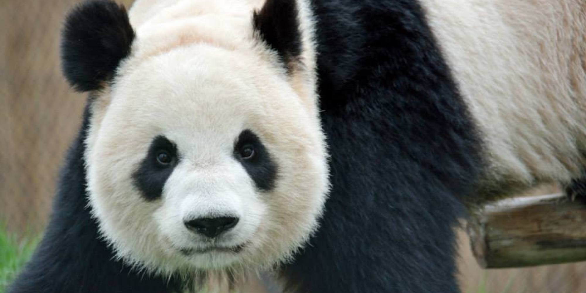 Toronto Zoo's Giant Panda Er Shun Is Pregnant With Two Cubs