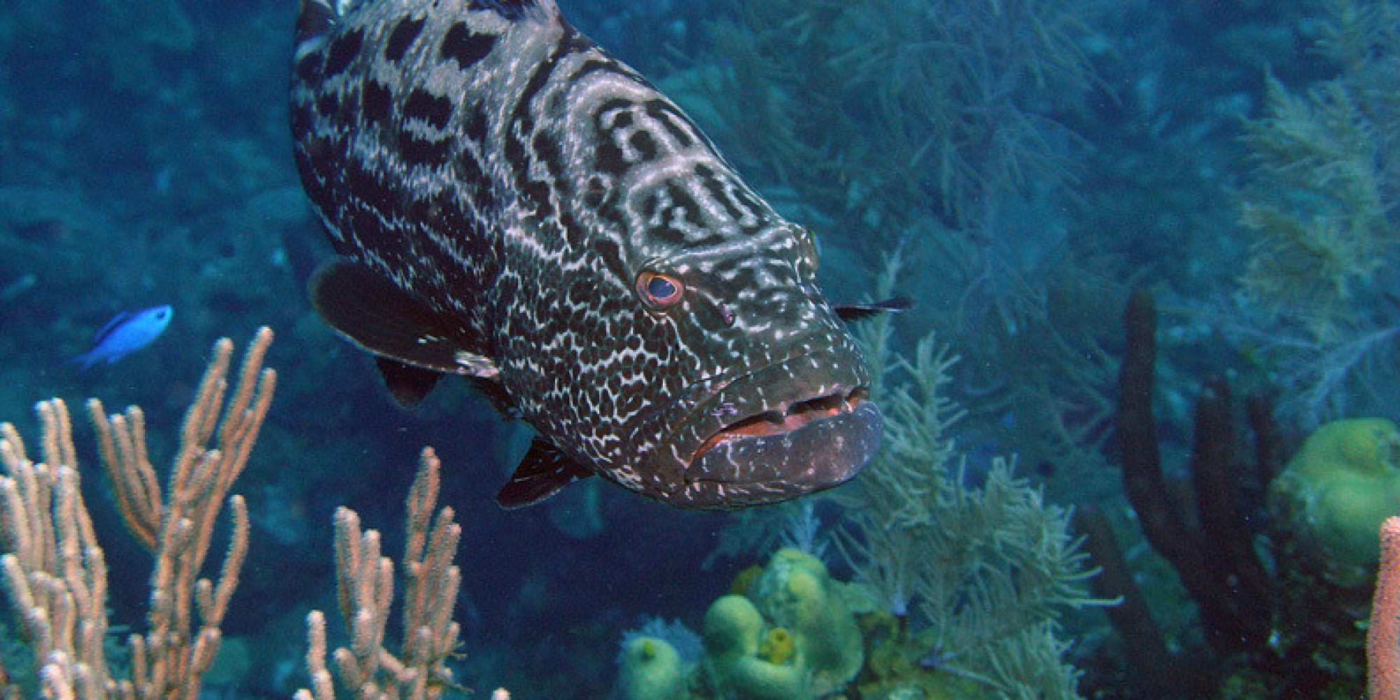 Nassau Grouper: A Beautiful Fish at Risk | HuffPost