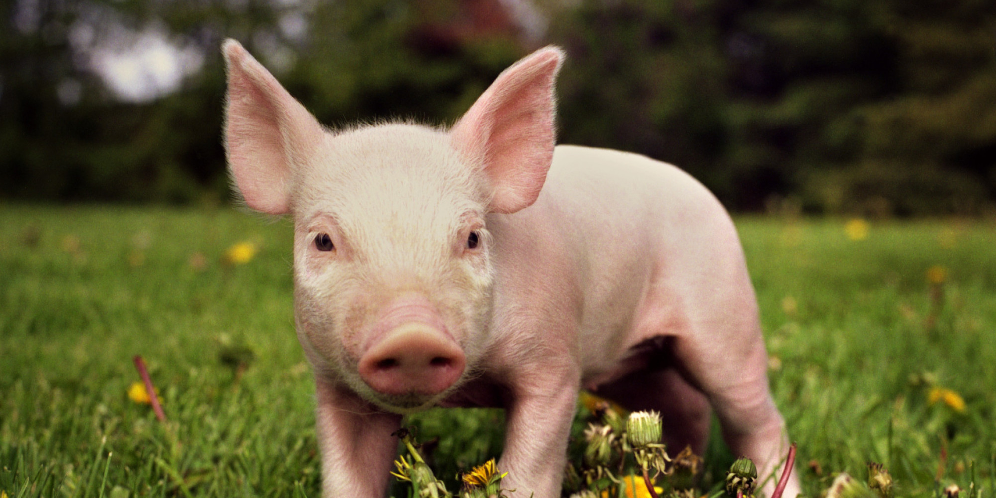 WATCH: Bacon Lovers Hold Piglets And Feel So Conflicted