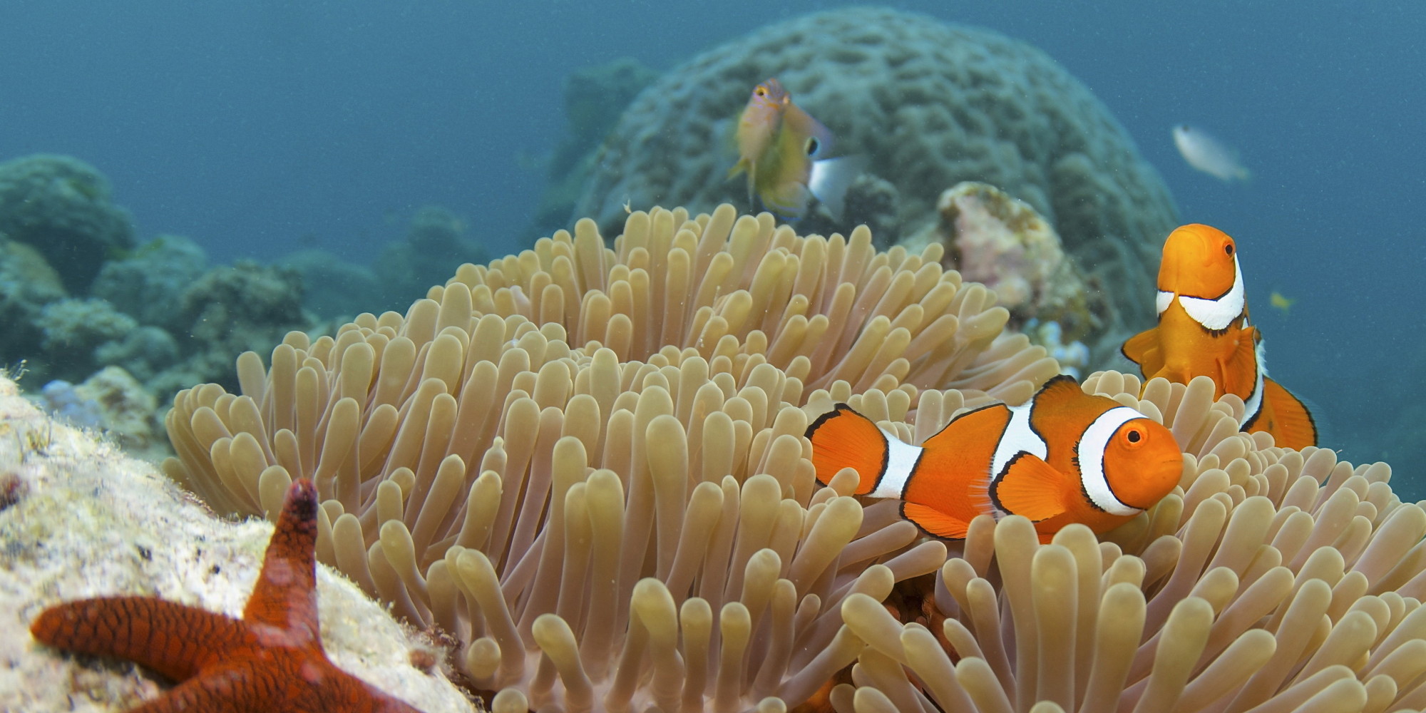 10 Interesting Facts About The Great Barrier Reef - Printable Templates ...