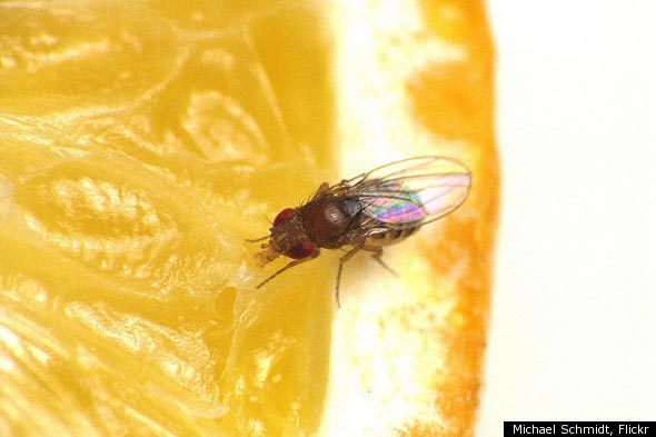 how to get rid of fruit flies: testing 8 odd methods | huffpost life