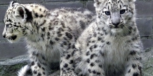 Five Ways That WWF Is Creating Coexistence Between Snow Leopards And People