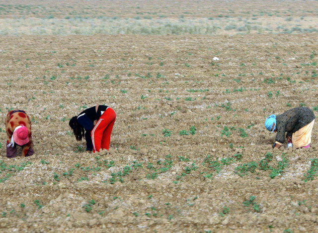 syria drought