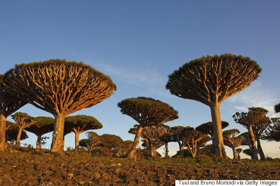 socotra island