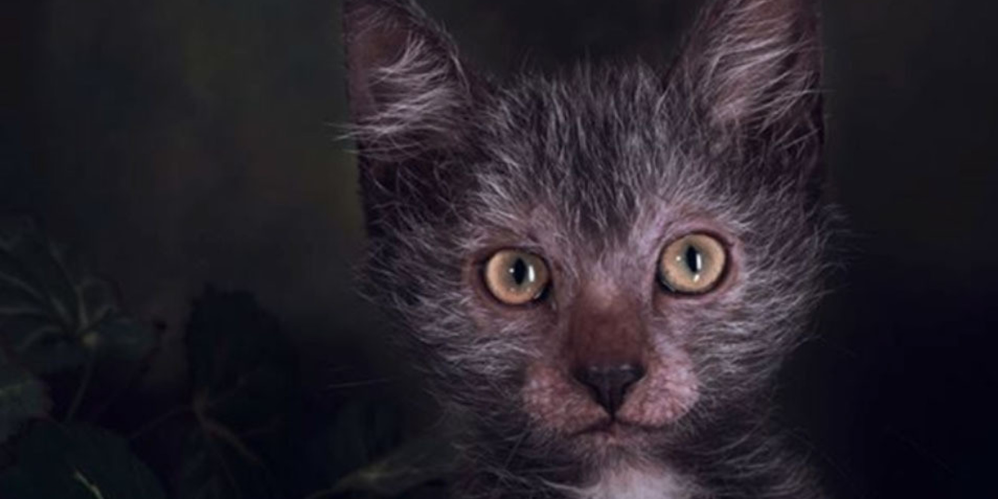 Dog Lovers And Cat Lovers Can Come Together Now Thanks To The Lykoi Werecat