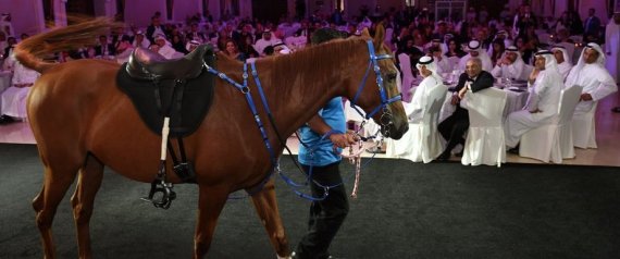 نتيجة بحث الصور عن حاكم دبي يشتري حصان بمبلغ ضخم