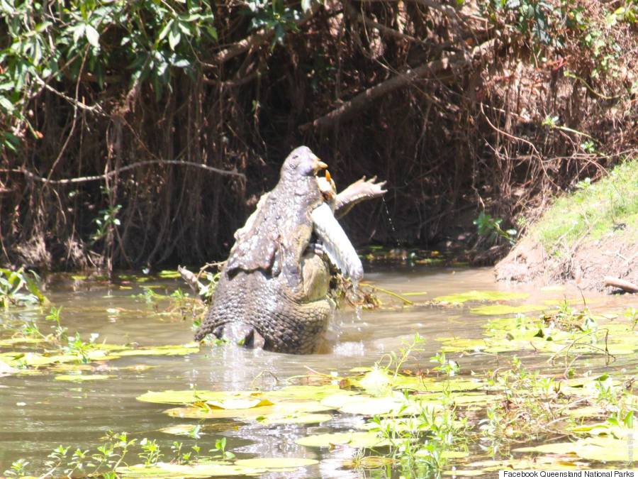 Crocodiles' Dramatic Fight To Each Eat Other Captured In Amazing Photos