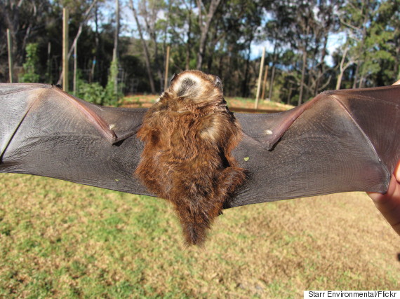 hawaiian hoary bat