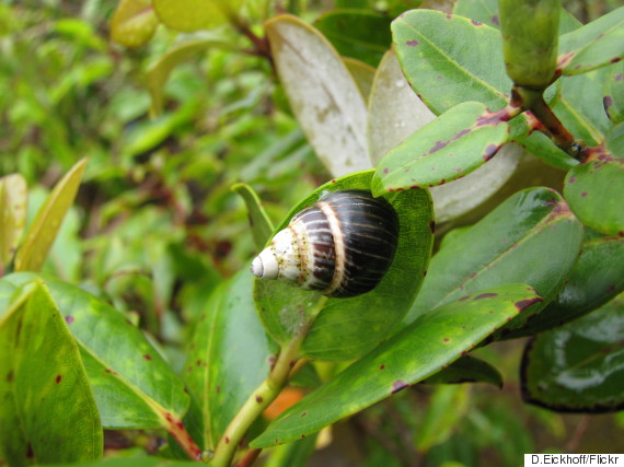 oahu tree snails