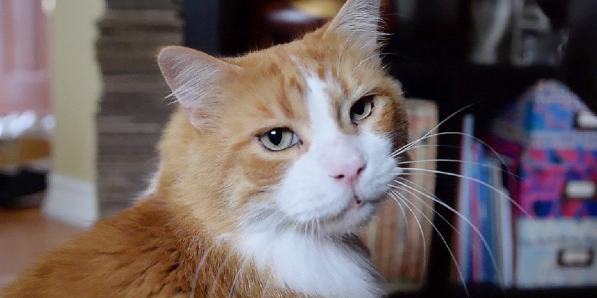 WATCH: This Cat Has The Most Unique Purr