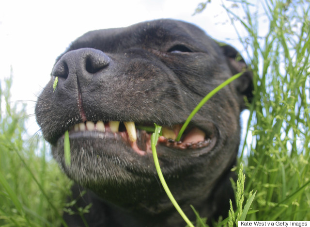 dog eating grass