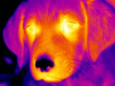 thermal image dog