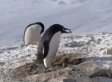 'Criminal' Penguin Steals Stones From Neighbor's Nest (VIDEO)