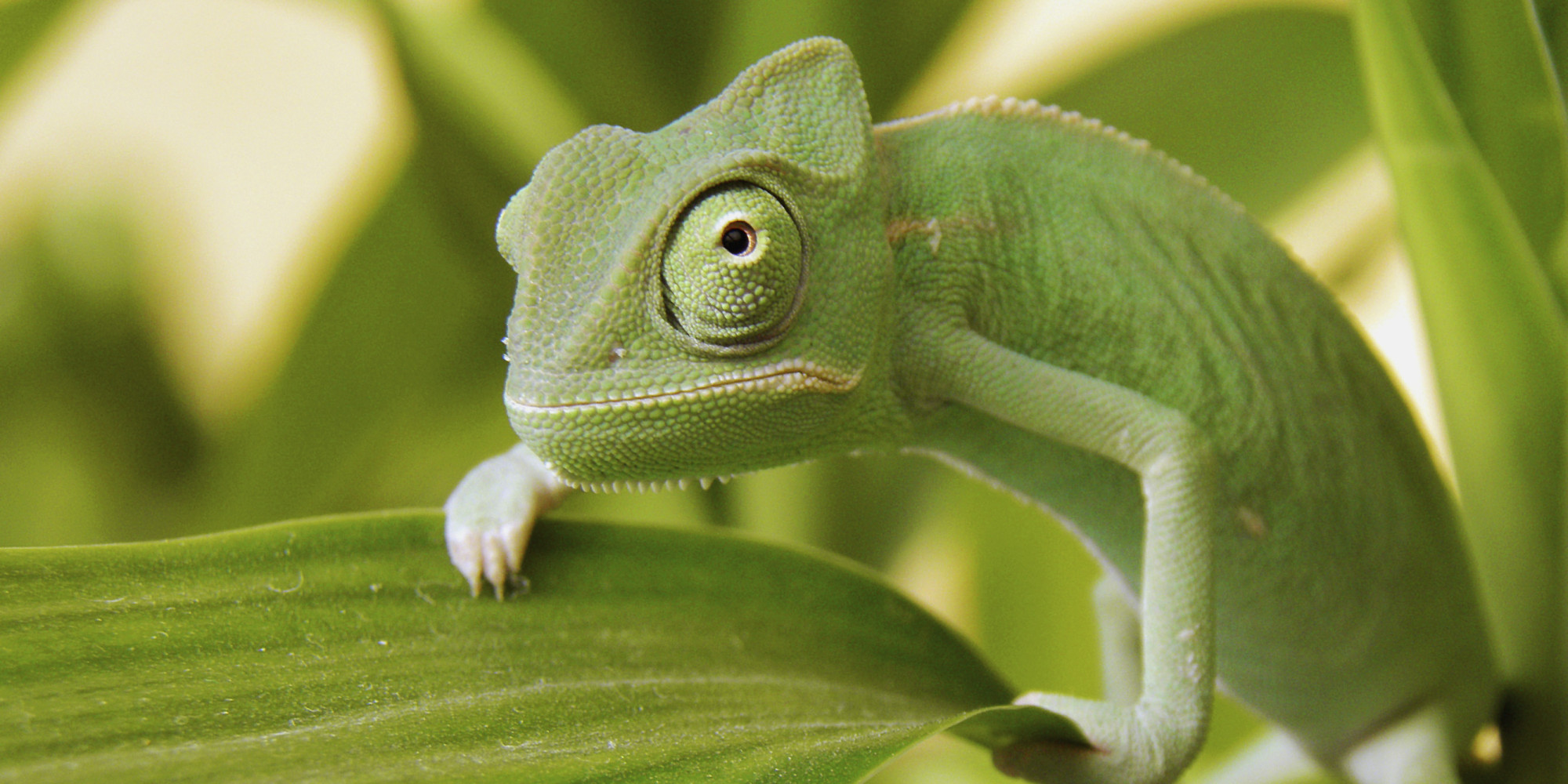 Are You an Emotional Chameleon? | HuffPost