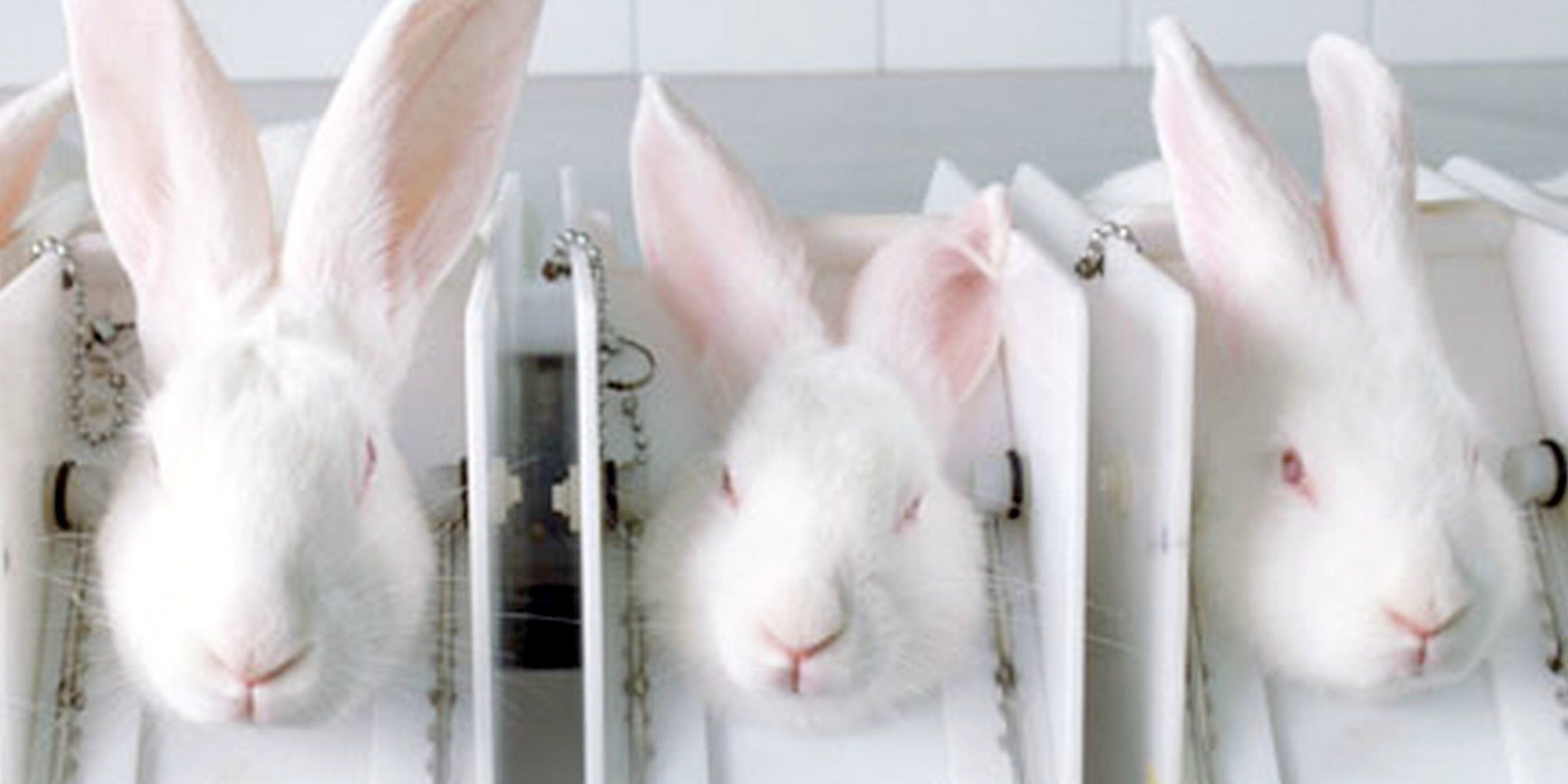 It Is Time Canada Banned Cosmetic Animal Testing | Natacha Cole