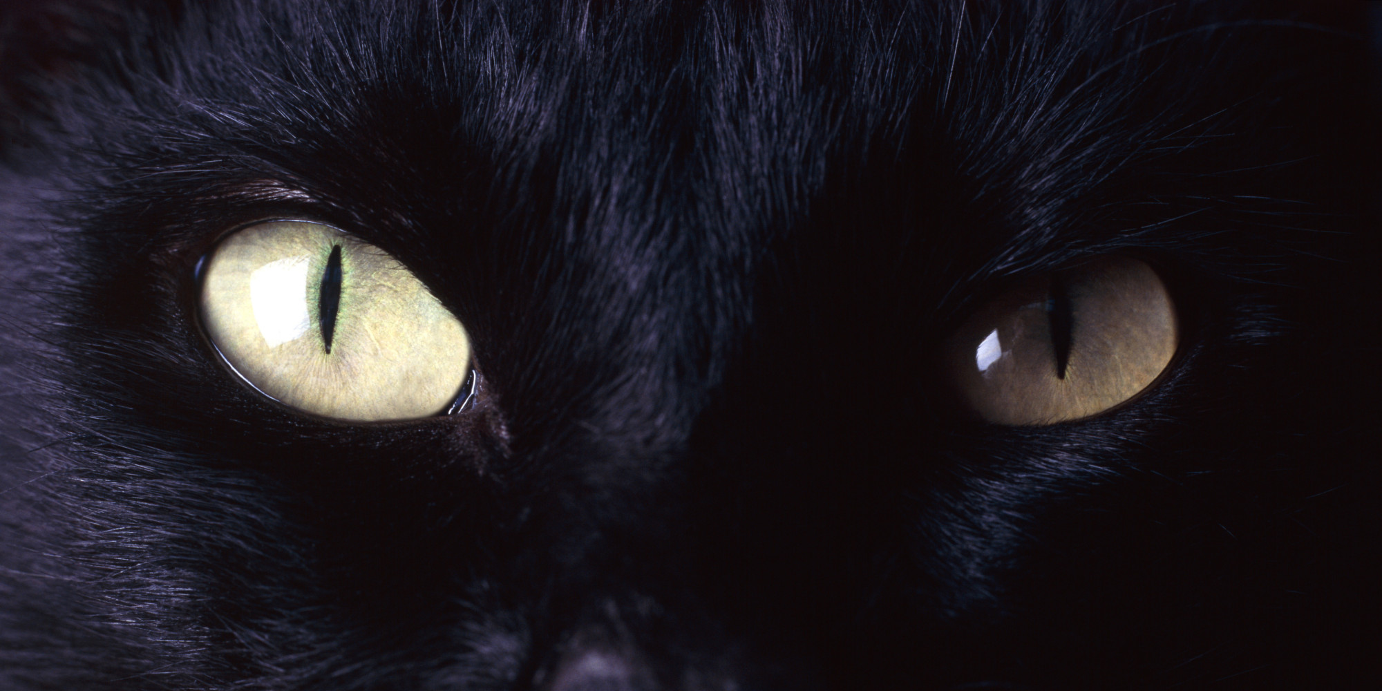 From Frame Rate To Black Cat Hate: This Week's Curios | HuffPost