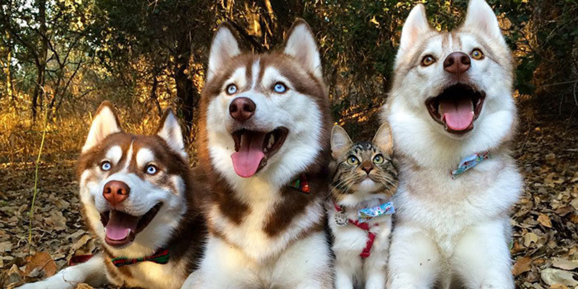 Raising a Husky Puppy with Cats Raising a Husky Puppy with Cats