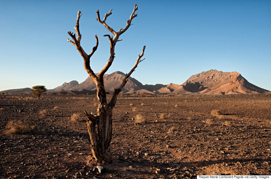 desert tree sahara