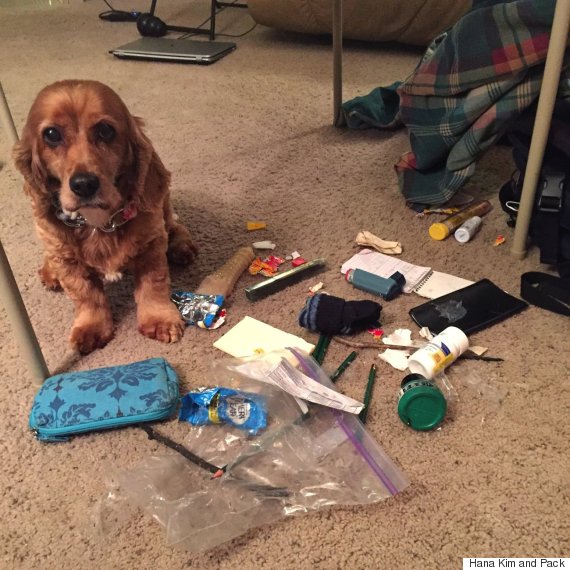 dog surrounded by junk