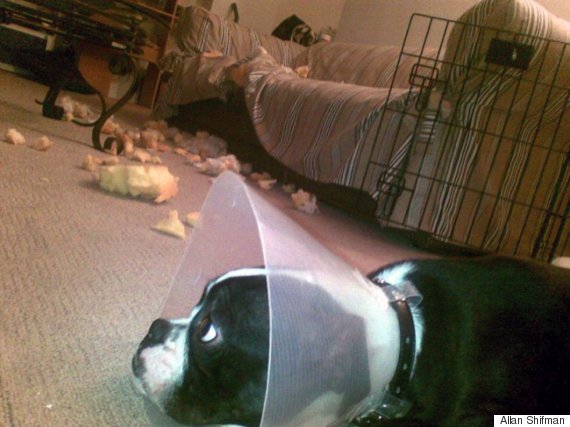 dog wearing cone