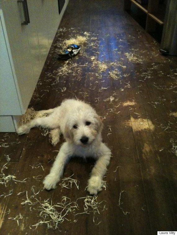 dog surrounded by string