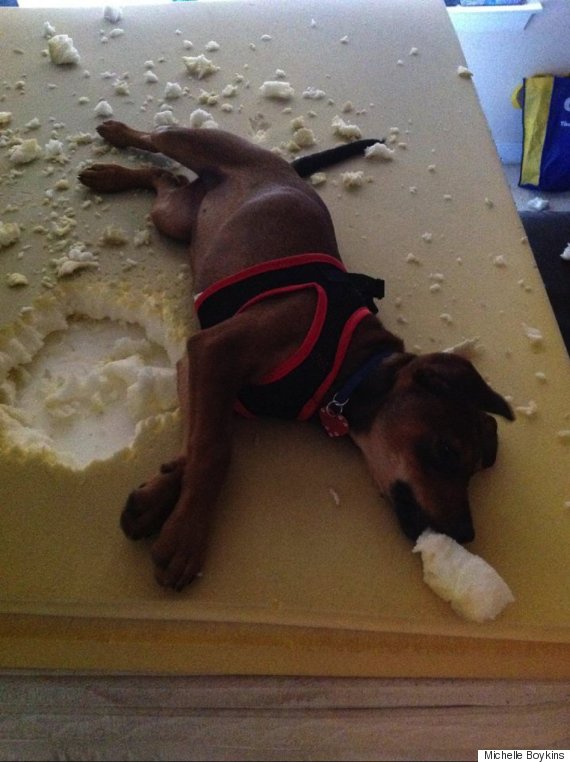 dog biting foam