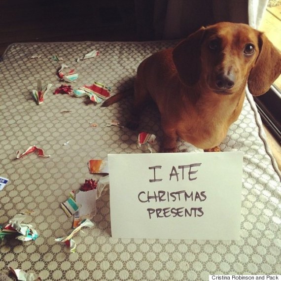 dog ate christmas presents