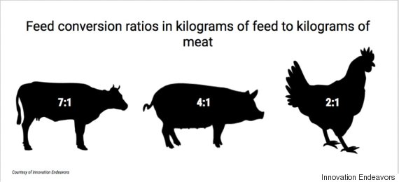 feed conversion rations meat