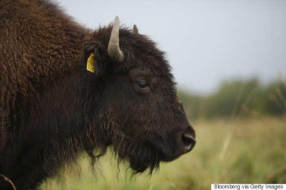 cattle farm