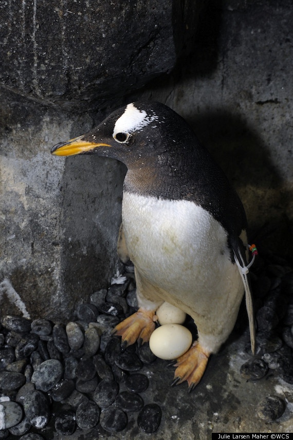 penguin laying eggs