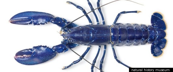 Rare Electric Blue Lobster Uncovered In London Fish Market