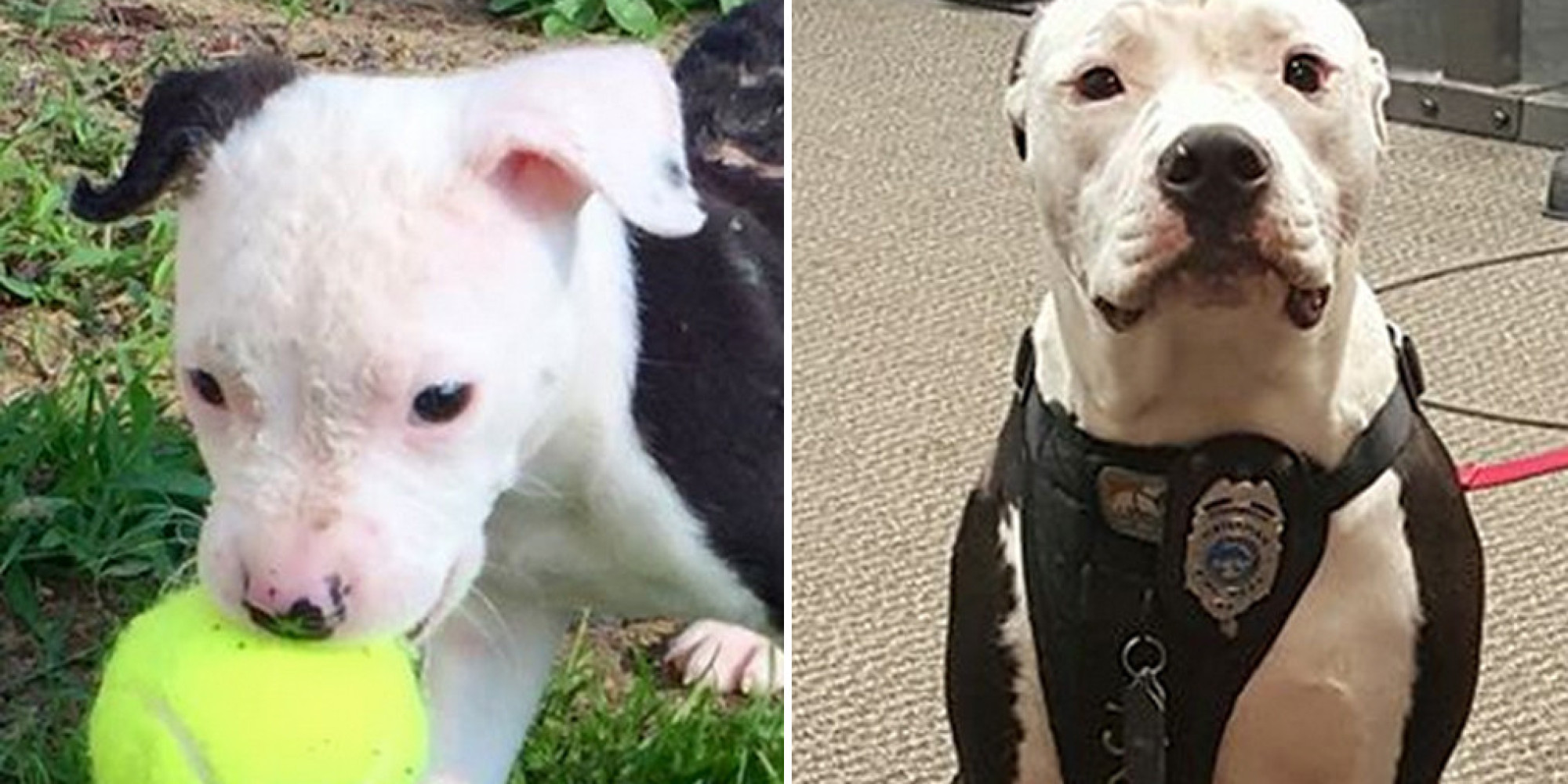 Abandoned Puppy Who Was Rescued From A Fire Becomes Firefighter Service ...