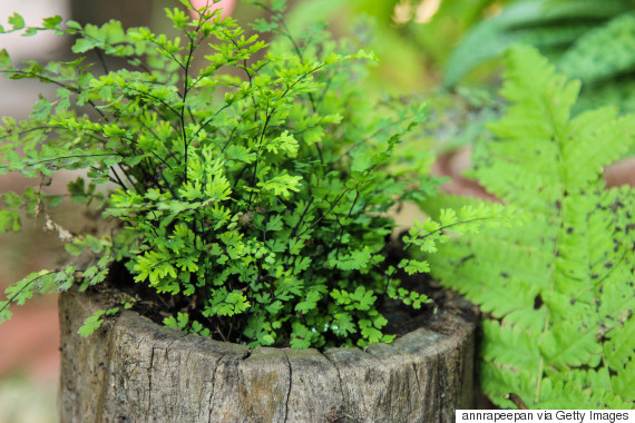 tree stump planter