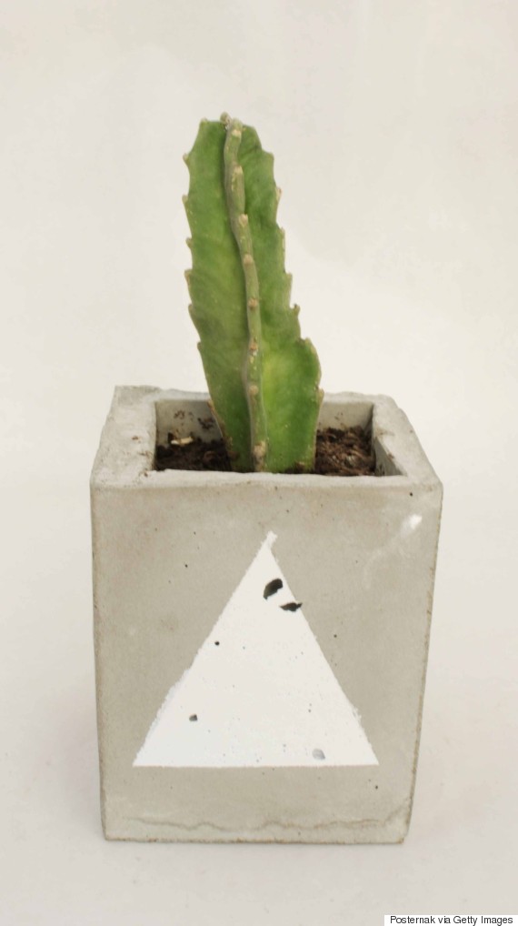 succulent cement planter