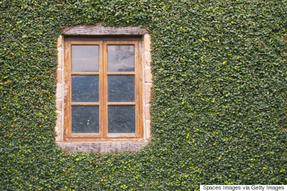 plant wall outdoors