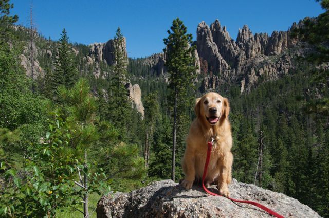 barley and the black hills