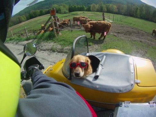 barley in sidecar