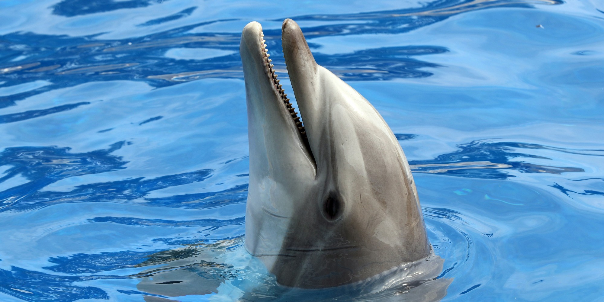 The Deafening Silence of an Empty Pool and Voiceless Dolphins | HuffPost