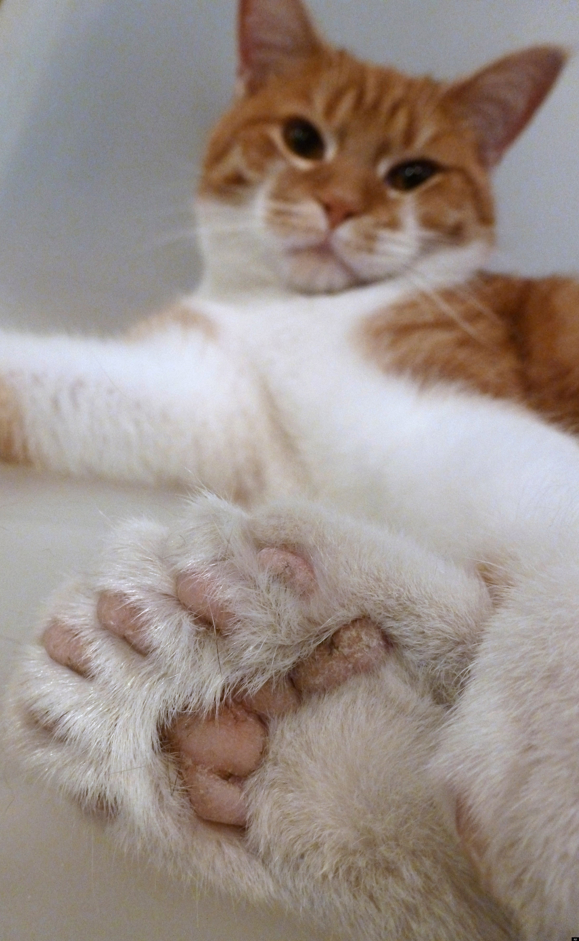 cat toe