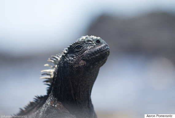 lizard 2