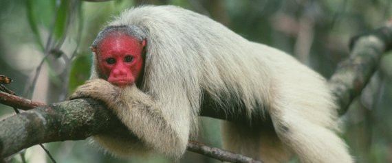 A BALD UAKARI MONKEY