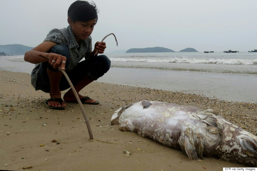 vietnam fish dead
